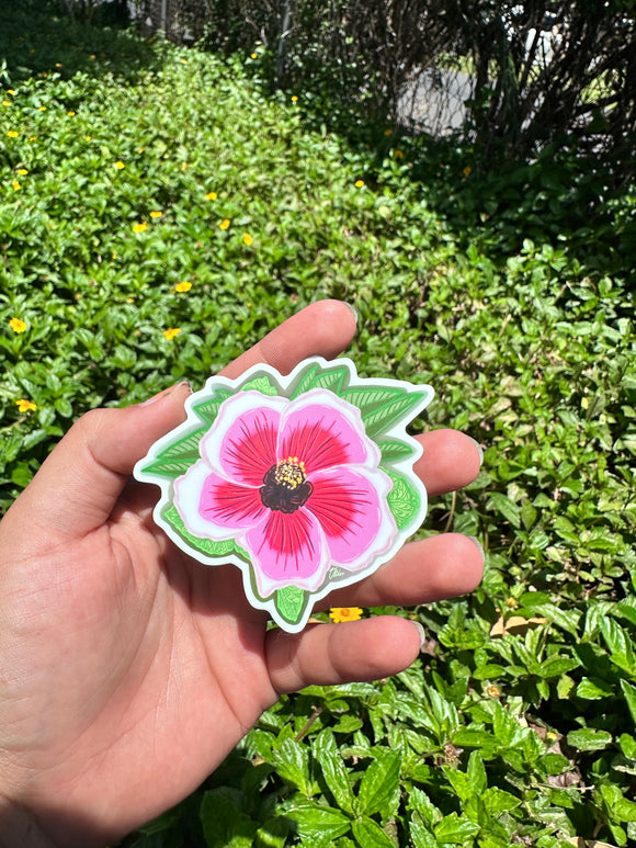 Pink Hibiscus